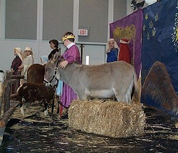 Christmas Animals Nativity